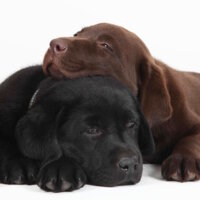 Hundefotoshooting